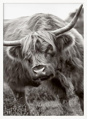 Majestic Highland Cow | Poster - White Frame Interior