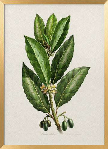 Botanical Leaves and Fruit | Poster - Gold Frame Interior