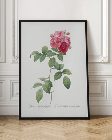 Seven Sisters Roses, Les Roses (1817–1824) | Poster - Room Interior 1