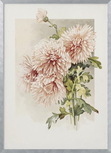 Chrysanthemums | Poster - Silver Frame Interior