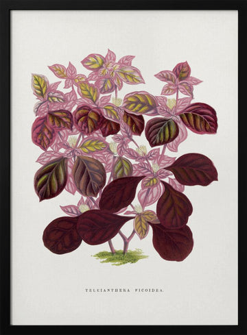 Pink Teleianthera Ficoidea Leaf Illustration | Poster - Black Metal Frame Interior