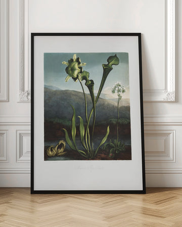 American Bog Plants from The Temple of Flora (1807) | Poster - Room Interior 1