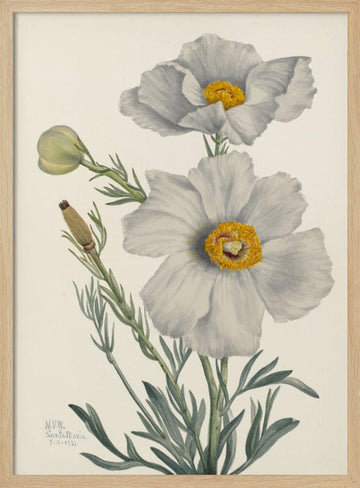 Matilija Poppy | Poster - Wood Frame Interior