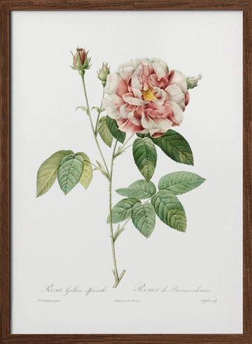 Rosa Gallica (1817–1824), Les Rose | Poster - Walnut Frame Interior