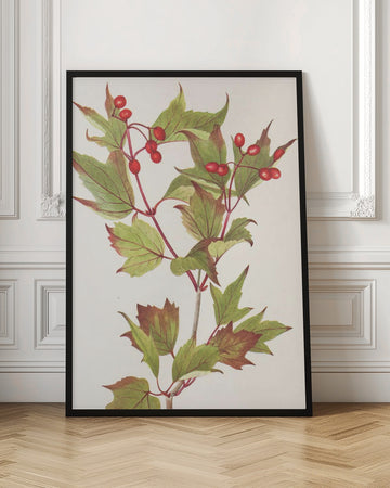 Guelder Rose From North American Wildflowers (1925) By Mary Vaux Walcott. | Poster - Room Interior 1