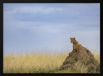 Curious Lion Cub Savanna | Poster - Black Metal Frame Interior