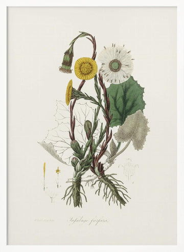 Coltsfoot (tussilago Farfara)  Medical Botany | Poster - White Frame Interior
