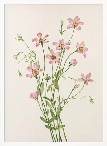 Saltmarsh Rose Gentian From North American Wildflowers (1925) By Mary Vaux Walcott. | Poster - White Frame Interior