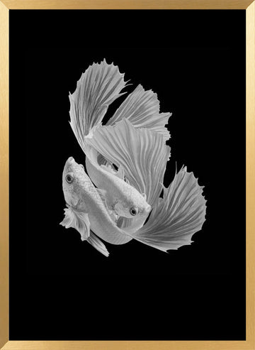 Betta Fish Dance | Poster - Gold Frame Interior