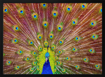 Iridescent Peacock Feathers | Poster - Black Metal Frame Interior