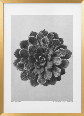 Margined Pyramidal Saxifrage | Poster - Gold Frame Interior
