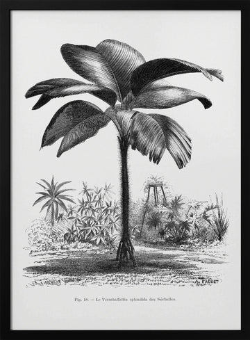 Vintage Palm Tree Drawing Iii | Poster - Black Metal Frame Interior