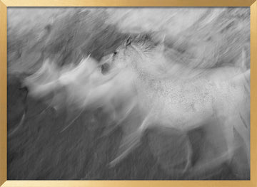 Dynamic White Horse | Poster - Gold Frame Interior