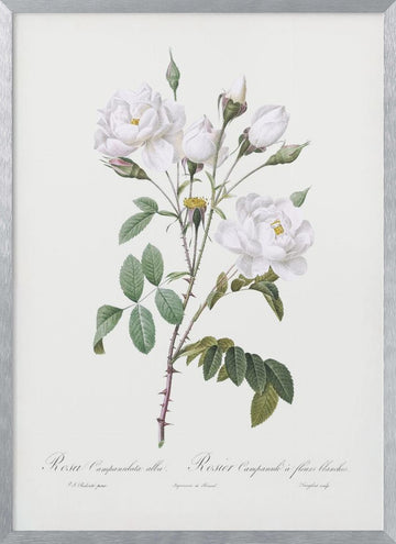 Rosa Gallica Pontiana, Les Roses (1817–1824) | Poster - Silver Frame Interior
