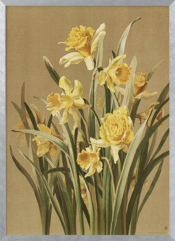 Daffodils | Poster - Silver Frame Interior