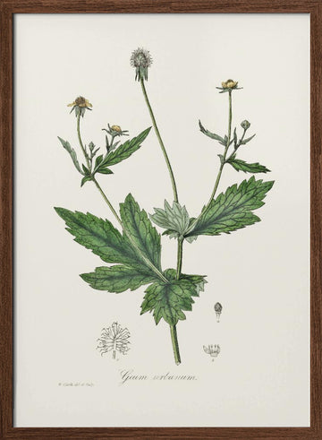 Wood Avens (geum Urbanum)  Medical Botany | Poster - Walnut Frame Interior