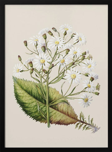 Senecio Hectori Drawn By Sarah Featon (1848–1927) | Poster - Black Metal Frame Interior