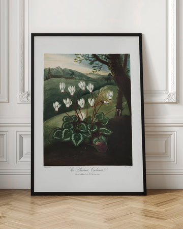 The Persian Cyclamen from The Temple of Flora (1807) | Poster - Room Interior 1