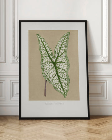 Green Caladium Belleymii Leaf Illustration | Poster - Room Interior 1