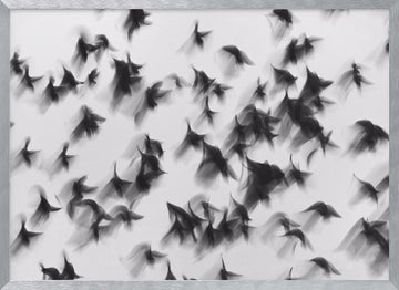 Dynamic Flying Flock | Poster - Silver Frame Interior
