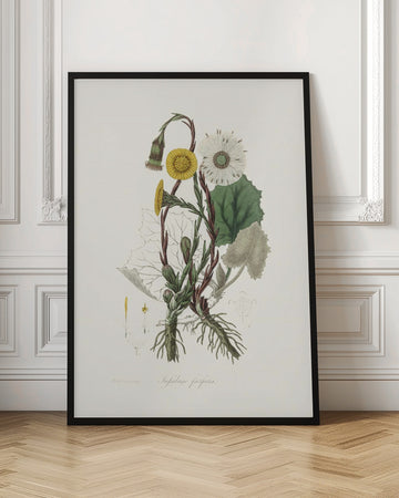 Coltsfoot (tussilago Farfara)  Medical Botany | Poster - Room Interior 1