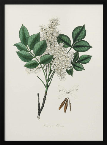 Manna Ash (fraxinus Ornus) Medical Botany | Poster - Black Metal Frame Interior