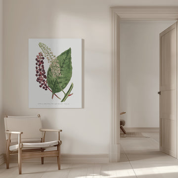 Phytolacca Decandra 1806 Flower Garden Displayed By Francis Sansom | Canvas - Room Interior 1