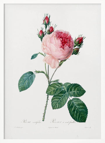 Rosier a Cent Feuilles, From Les Roses | Poster - White Frame Interior