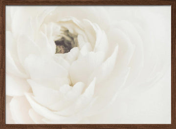 Soft White Bloom | Poster - Walnut Frame Interior