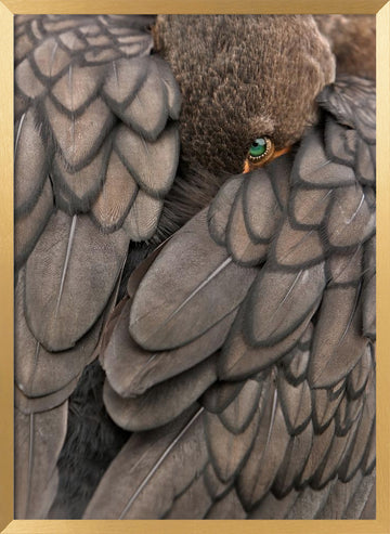 Feathered Green Eye | Poster - Gold Frame Interior