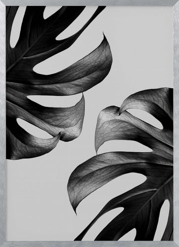 Elegant Monstera Duo | Poster - Silver Frame Interior