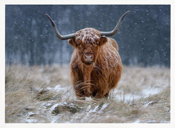 Snowy Highland Cow | Poster - White Frame Interior