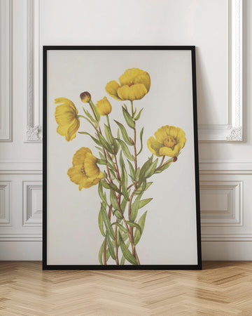 Bushpoppy From North American Wildflowers (1925) By Mary Vaux Walcott | Poster - Room Interior 1