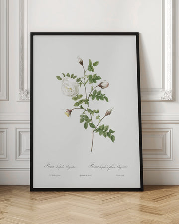 Silver Flowered Hispid Rose, Les Roses (1817–1824) | Poster - Room Interior 1