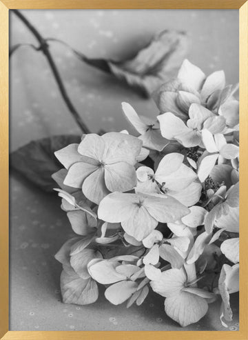 Monochrome Hydrangea Still Life | Poster - Gold Frame Interior