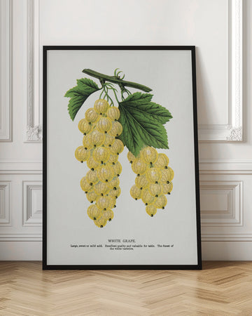 White Grape Lithograph | Poster - Room Interior 1