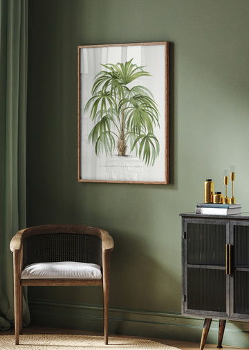 Xxiv Acanthorhiza Aculeata | Poster - Room Interior 2