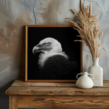 Intense Vulture Gaze | Poster - Room Interior 1