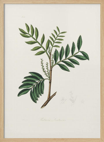 Lentisk (pistacia Lenitiscus) Medical Botany | Poster - Wood Frame Interior