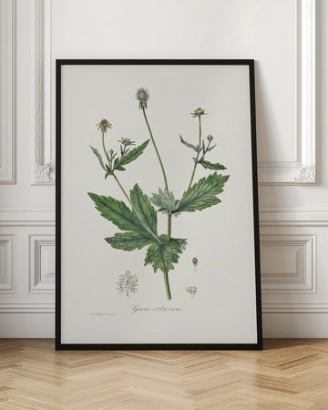 Wood Avens (geum Urbanum)  Medical Botany | Poster - Room Interior 1