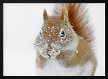 Red Squirrel In Snow | Poster - Black Metal Frame Interior