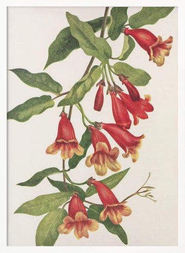 Crossvine From North American Wildflowers (1925) By Mary Vaux Walcott | Poster - White Frame Interior