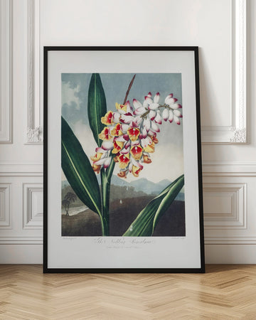 The Nodding Renealmia from The Temple of Flora (1807) | Poster - Room Interior 1