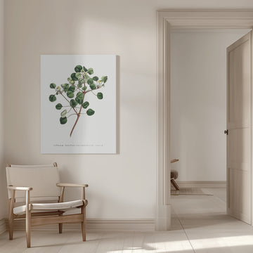 Euphorbia Petiolaris 1805   Flower Garden Displayed By Francis Sansom | Canvas - Room Interior 1