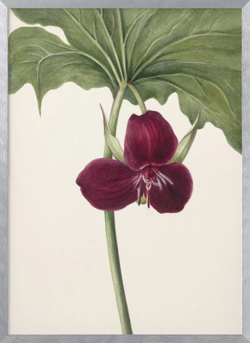 Sweet Trillium | Poster - Silver Frame Interior