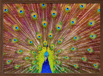 Iridescent Peacock Feathers | Poster - Walnut Frame Interior