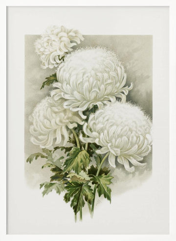 Mrs. Alpheus Hardy | Poster - White Frame Interior
