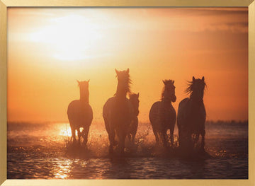 Wild Horses Sunset Run | Poster - Gold Frame Interior