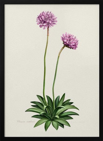 Purple Botanical Bloom | Poster - Black Metal Frame Interior