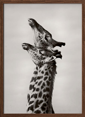 Two Giraffes Gaze | Poster - Walnut Frame Interior